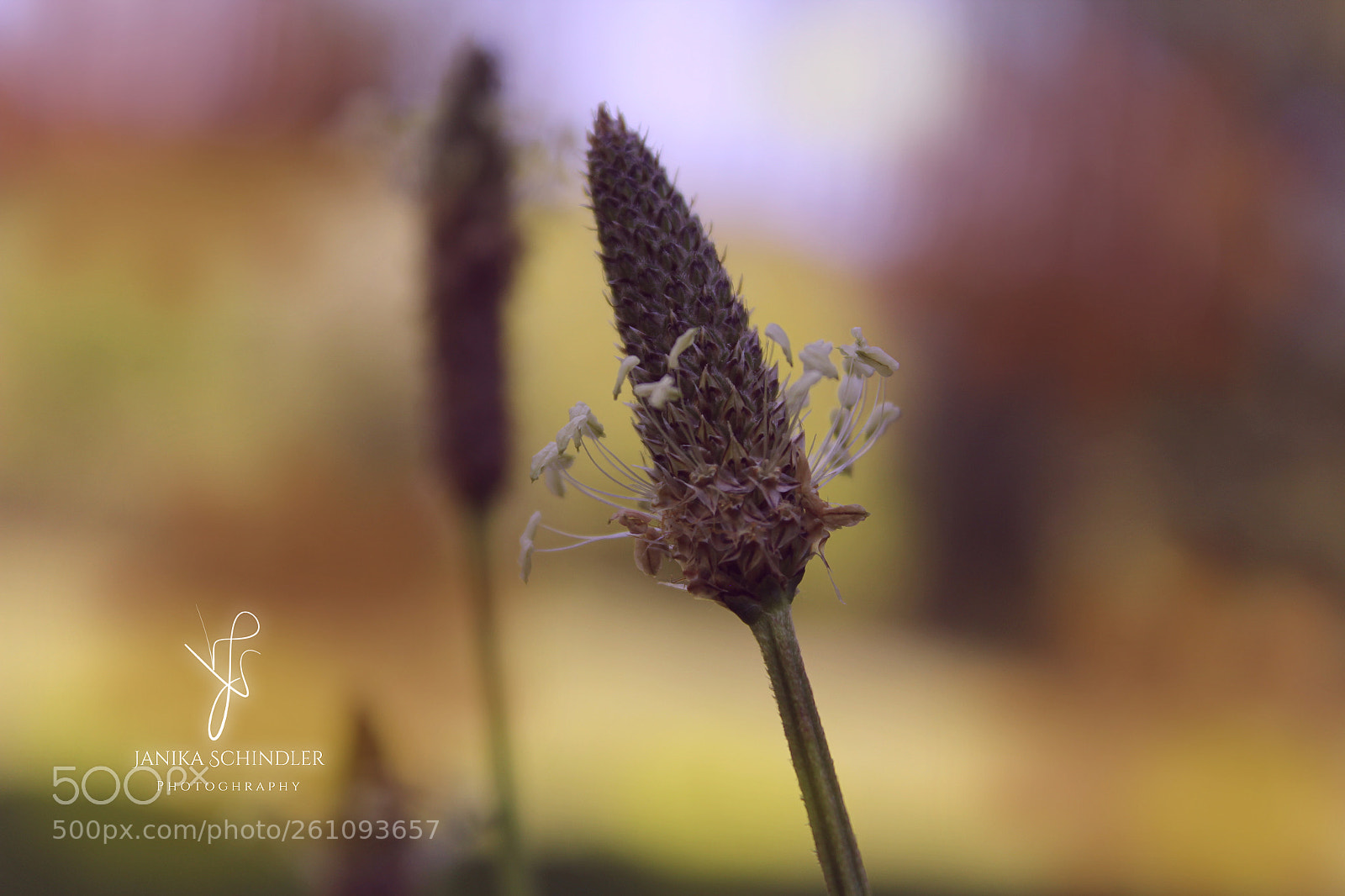 Canon EOS 60D sample photo. Ribwort flower photography