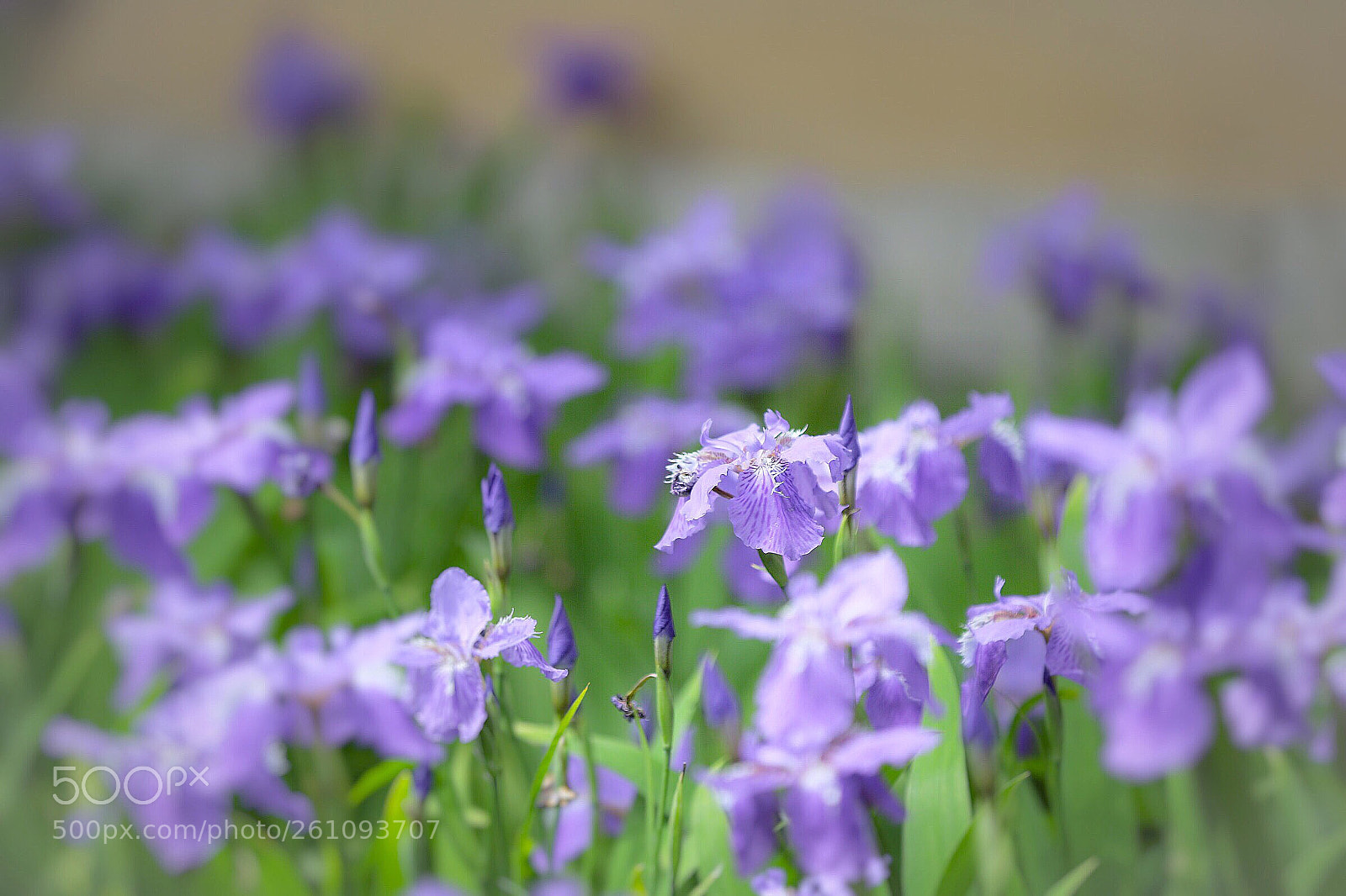 Canon EOS 6D Mark II sample photo. Ichihatu photography