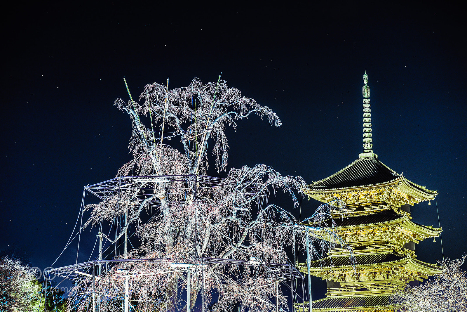 Nikon D610 sample photo. To-ji temple 2 photography