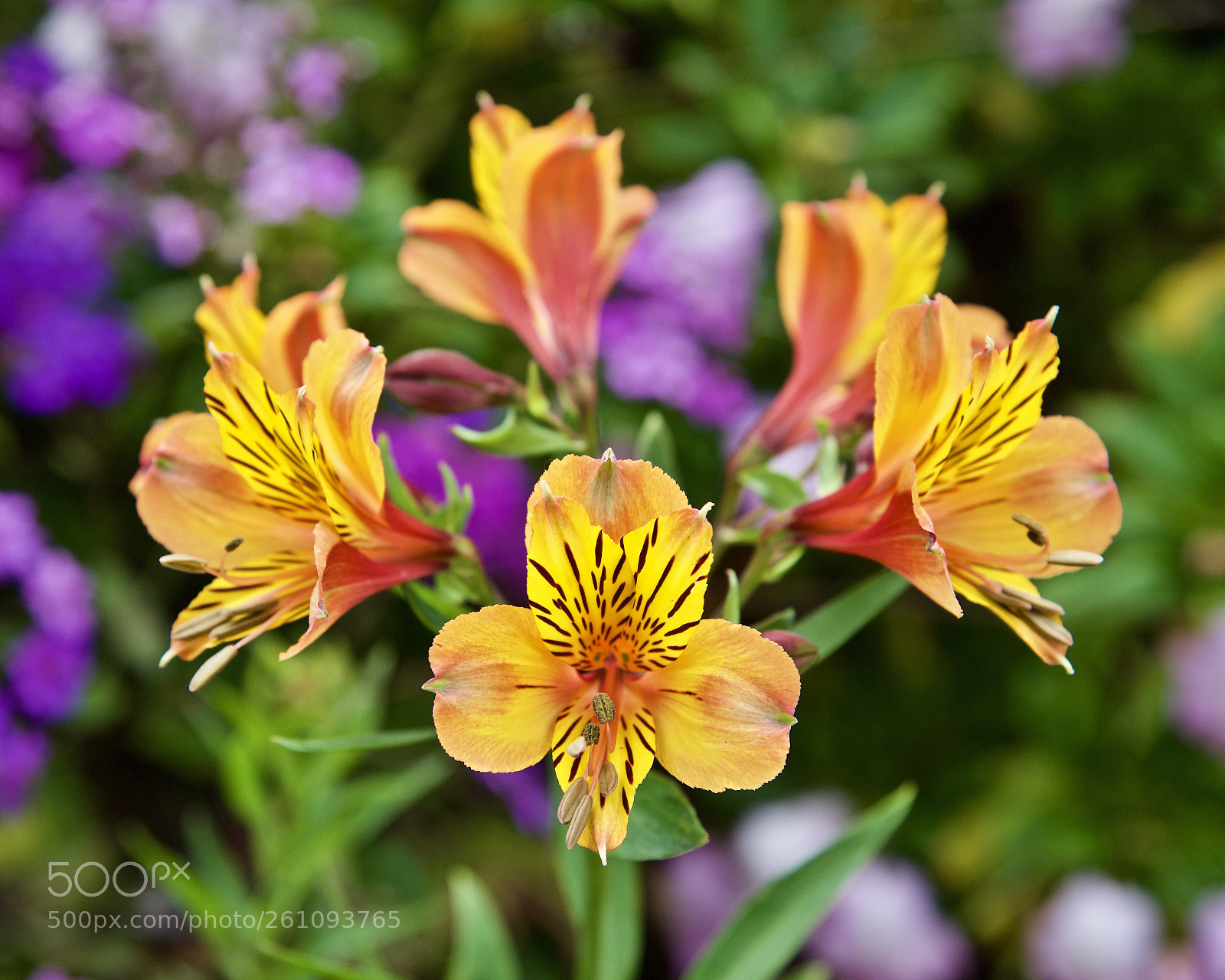 Nikon D750 sample photo. On the roadside  photography