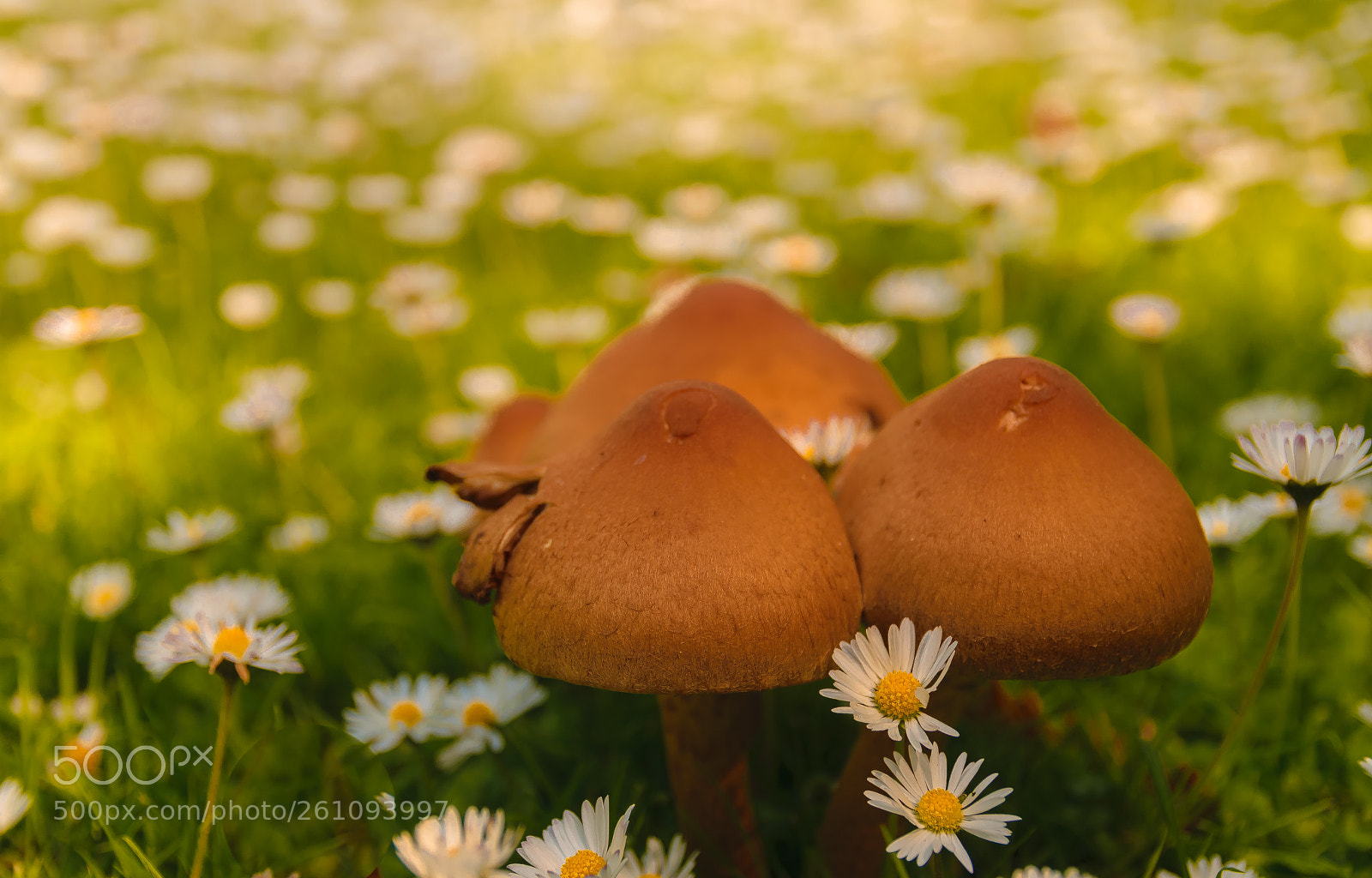 Nikon D5300 sample photo. Spring meadow photography