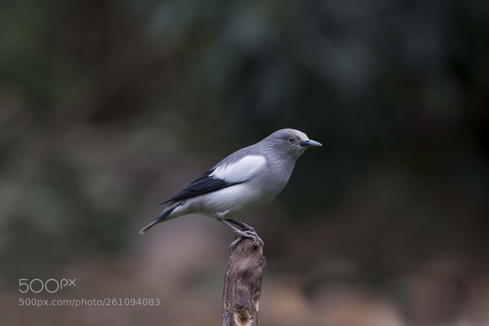 Nikon D4 sample photo. White-shouldered starling photography