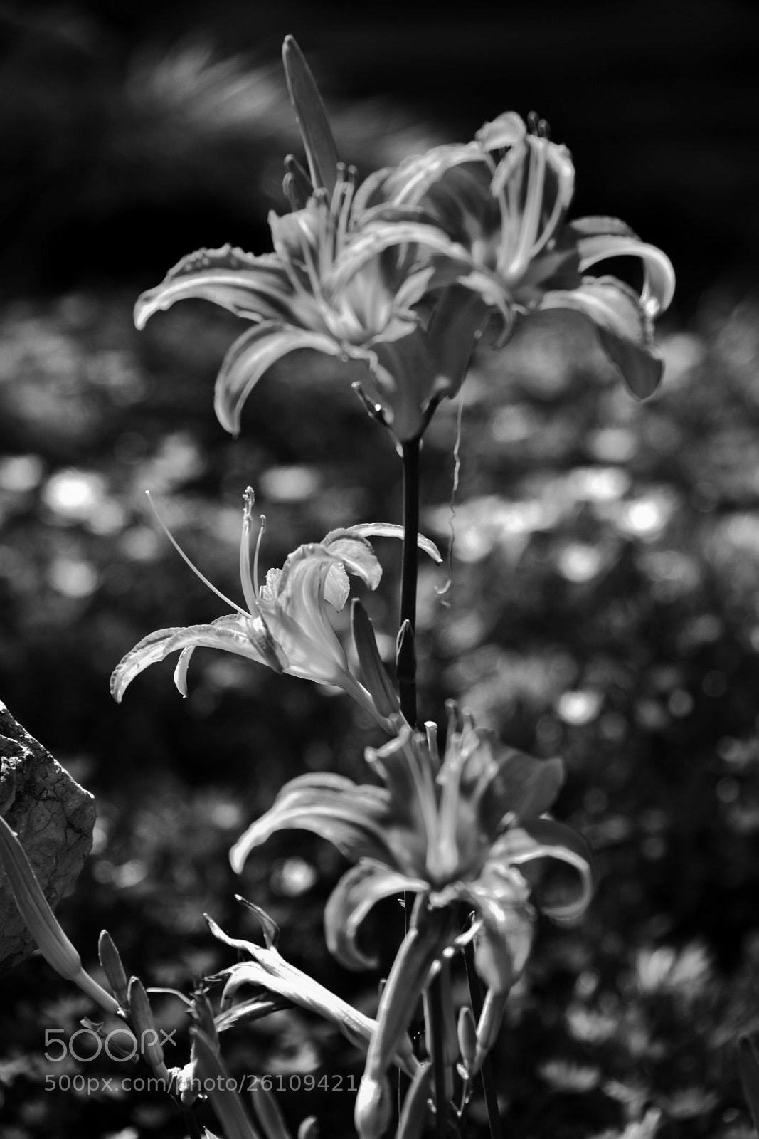 Nikon D7200 sample photo. Black and white light photography