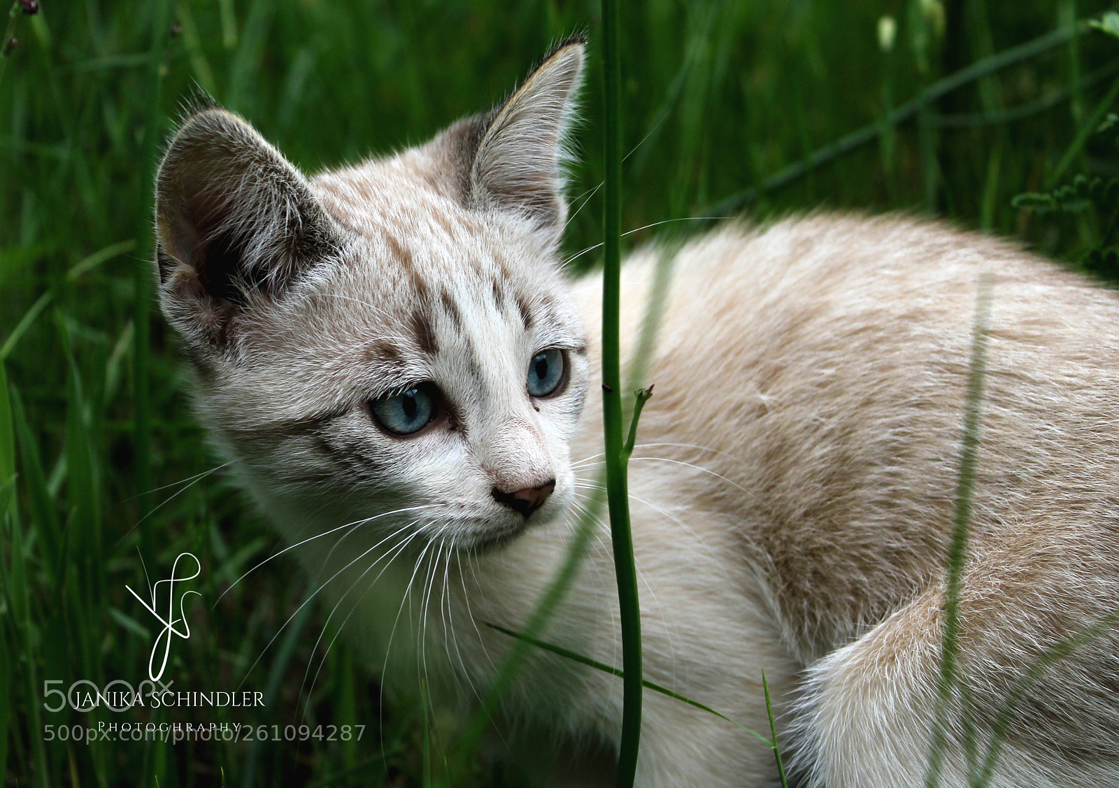 Canon EOS 60D sample photo. Little kitten photography