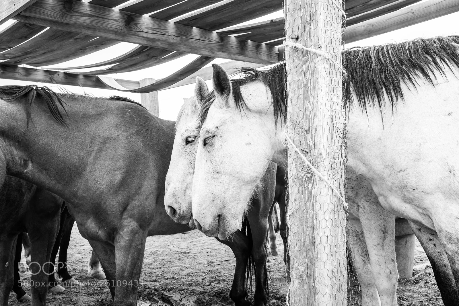 Sony a7R II sample photo. Dsc00697 photography