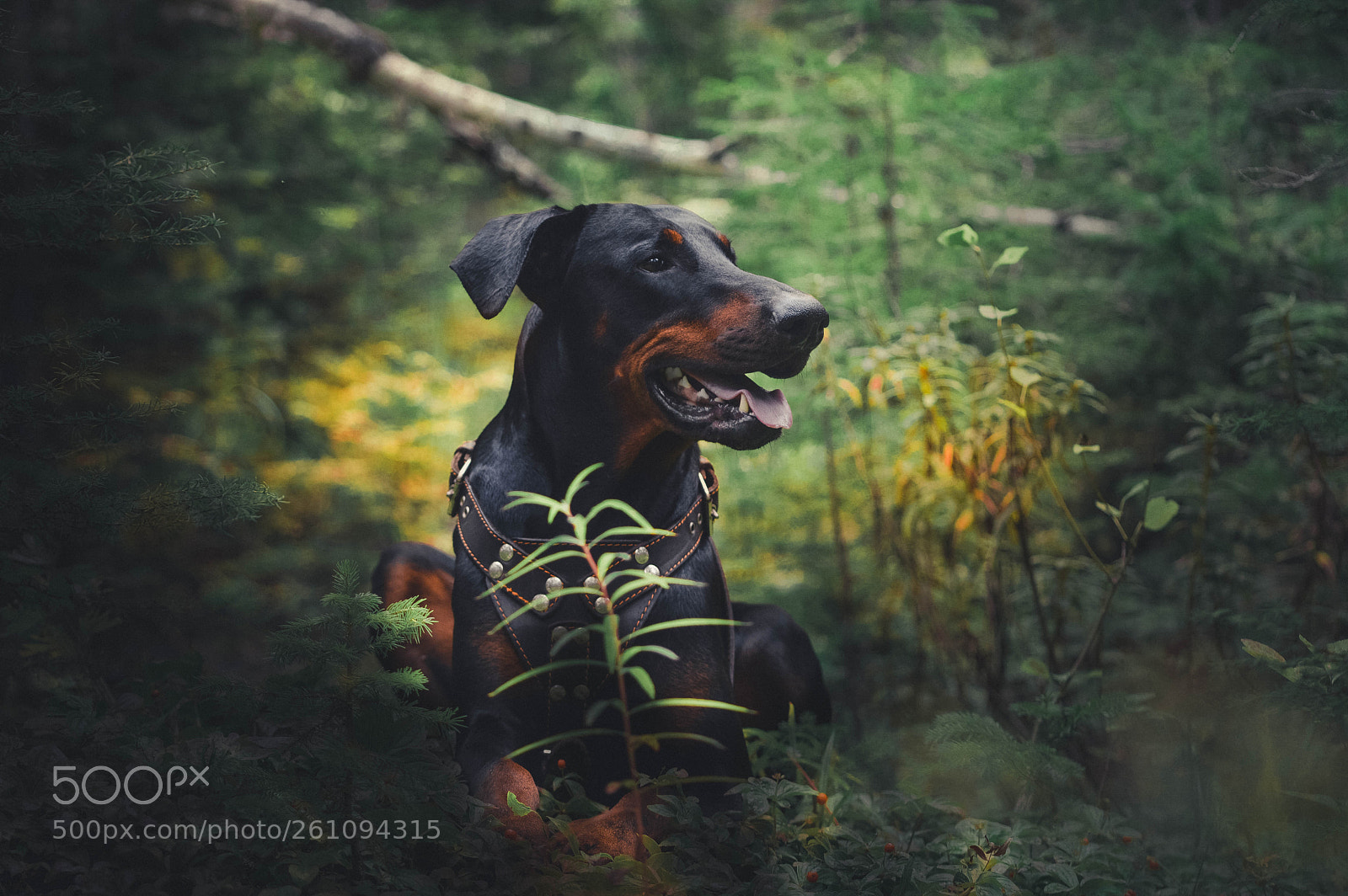 Nikon D3200 sample photo. Doberman photography