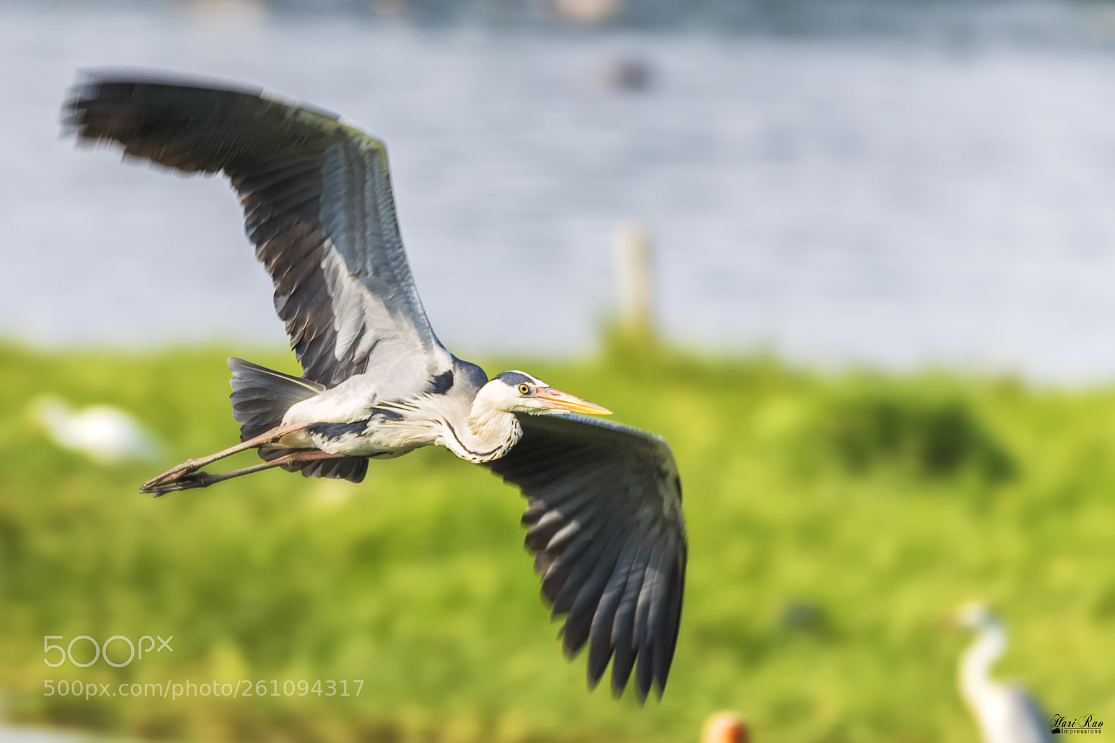 Nikon D810 sample photo. Grey heron in flight.. photography