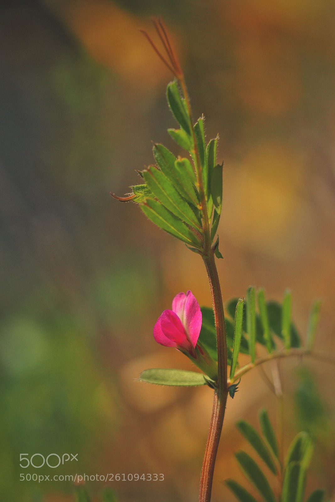 Olympus OM-D E-M5 II sample photo. Untitled photography