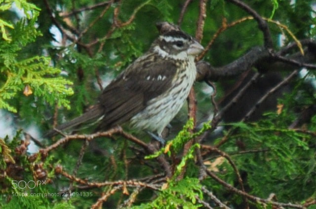 Nikon D5000 sample photo. Grosbeak photography