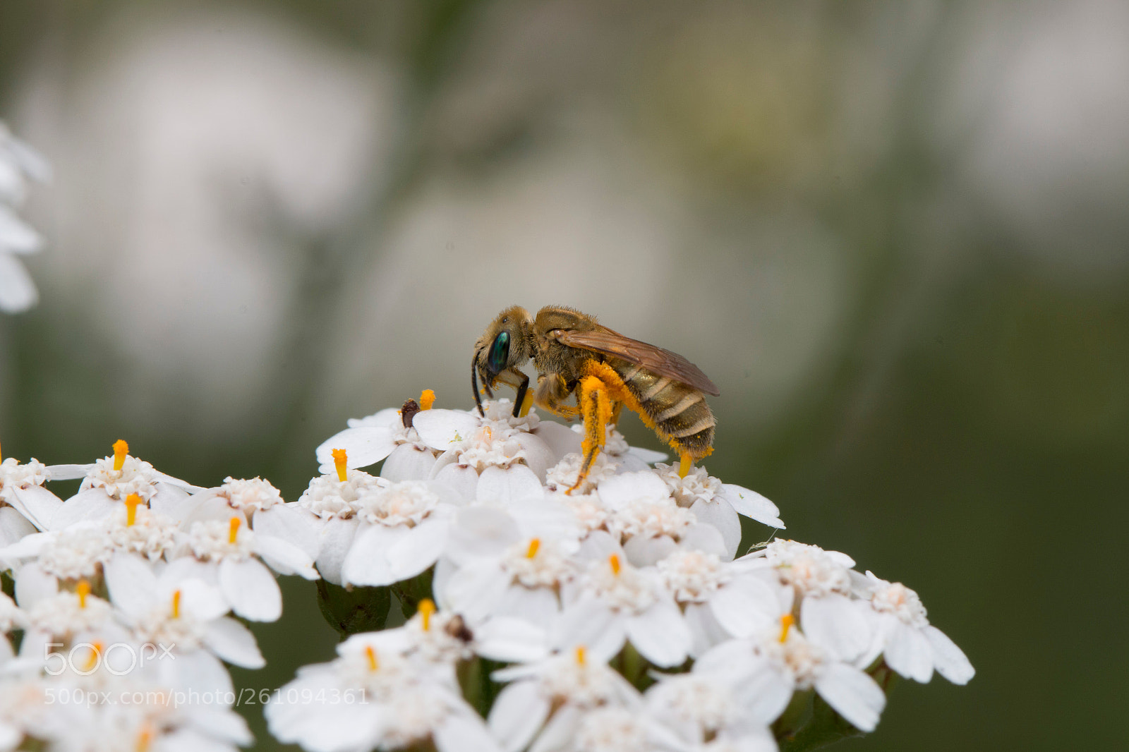 Canon EOS 70D sample photo. Wasp photography