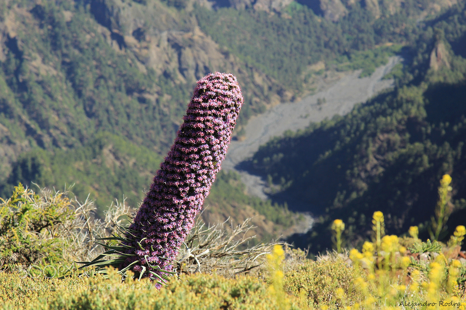 Canon EOS 60D sample photo. En las laderas de photography
