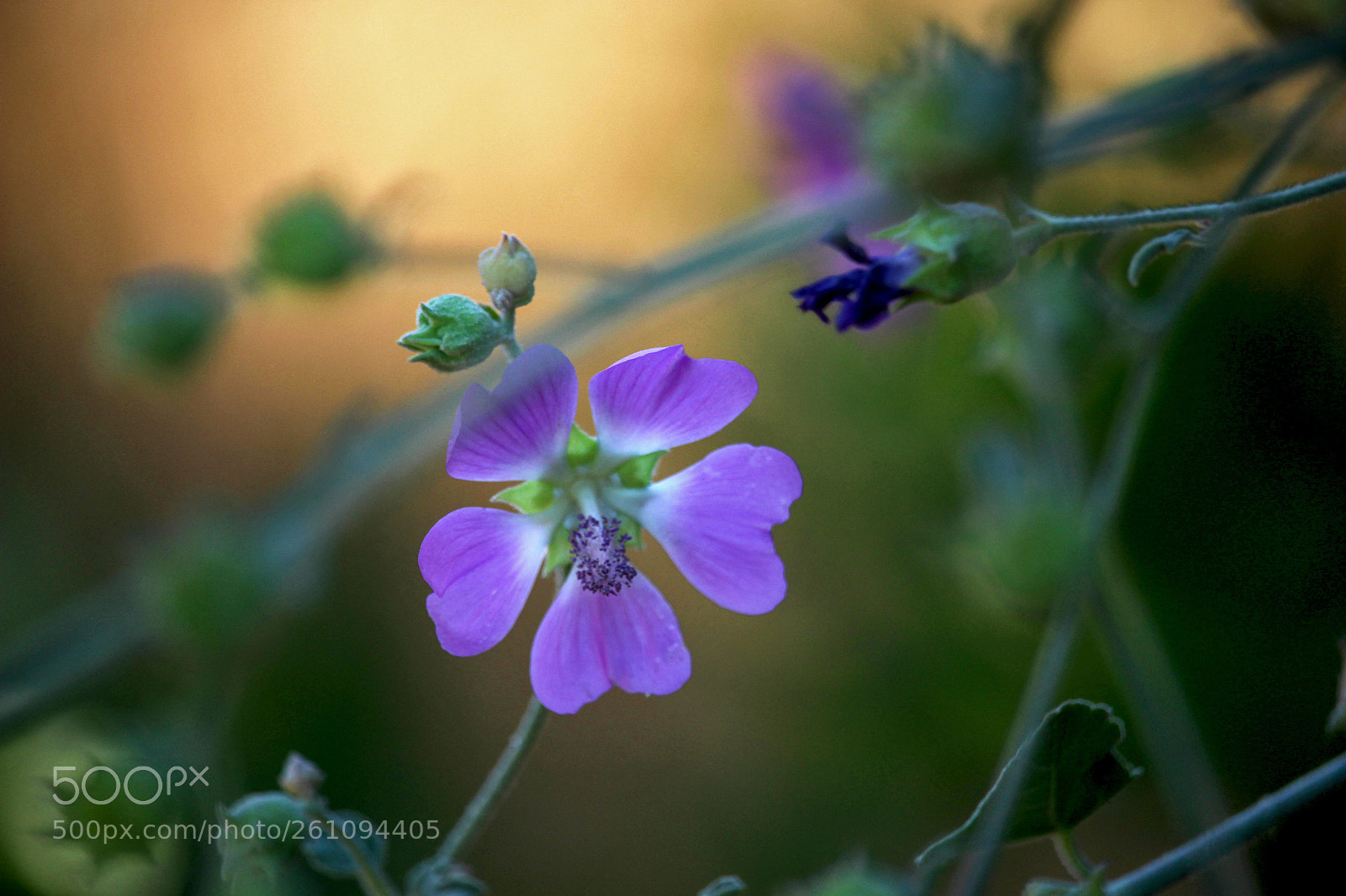 Canon EOS 100D (EOS Rebel SL1 / EOS Kiss X7) sample photo. Lavatera bryoniifolia photography