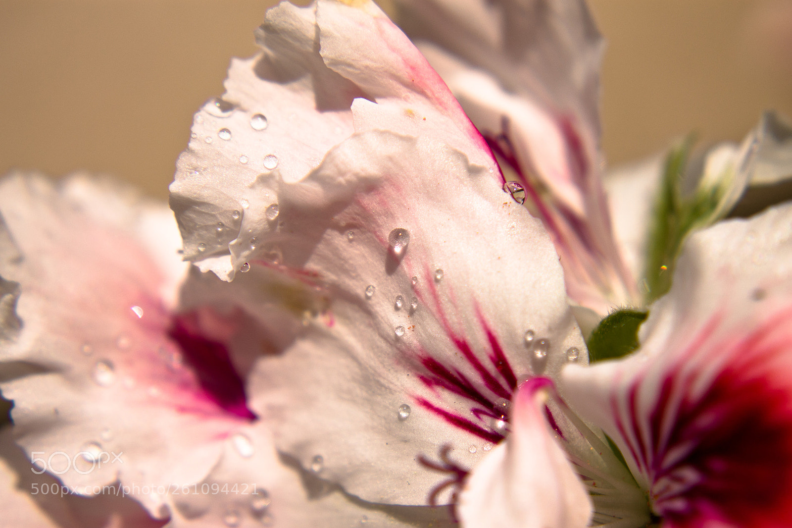 Canon EOS 1100D (EOS Rebel T3 / EOS Kiss X50) sample photo. Diamonds on silk photography