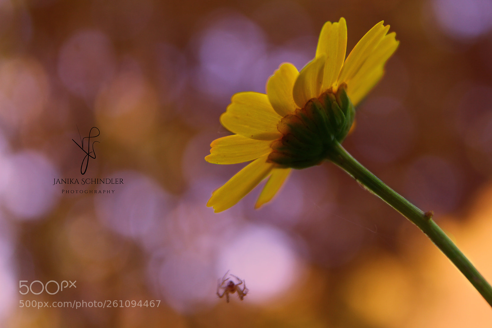 Canon EOS 60D sample photo. Beautiful flower photography