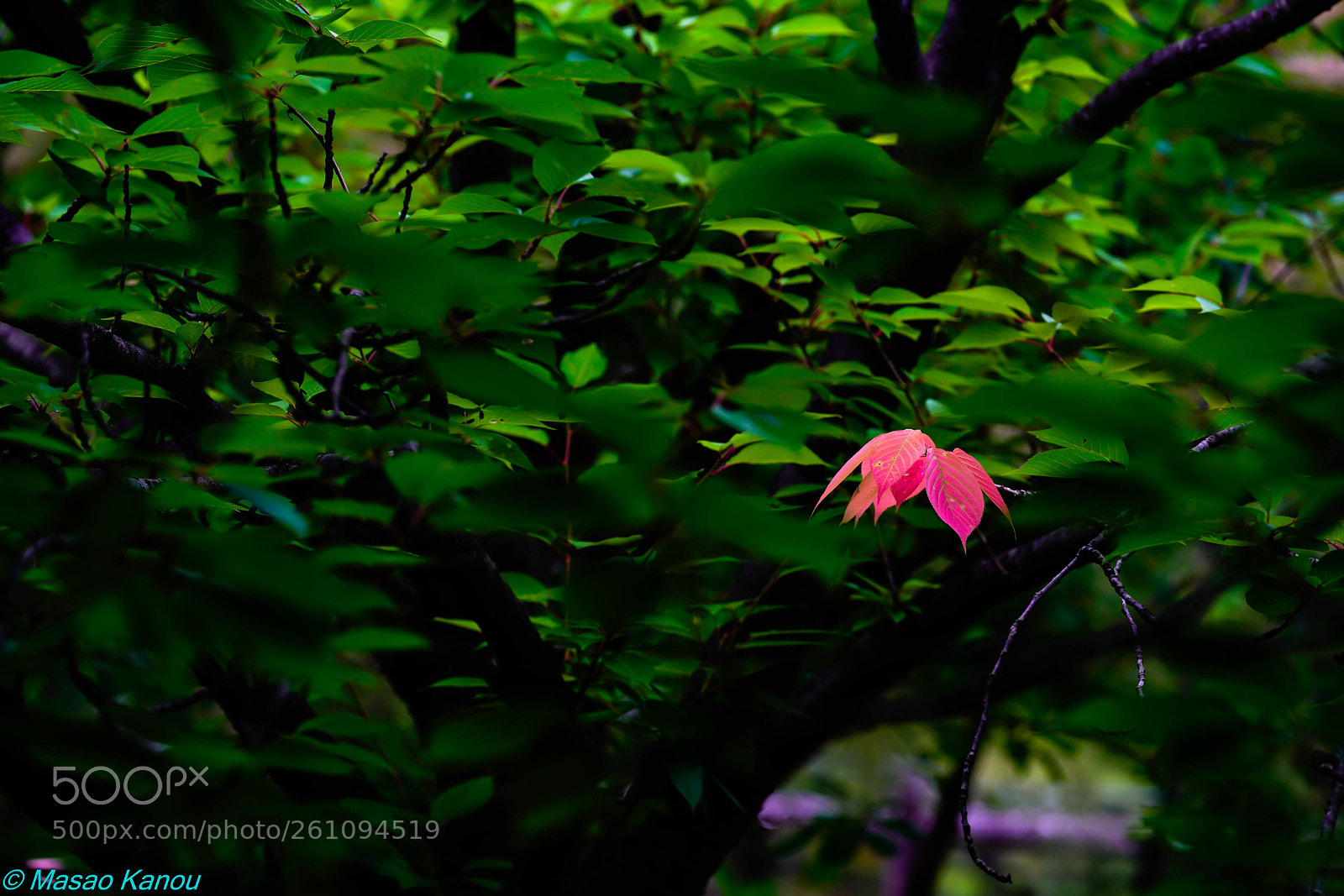 Sony a7R III sample photo. In a corner photography