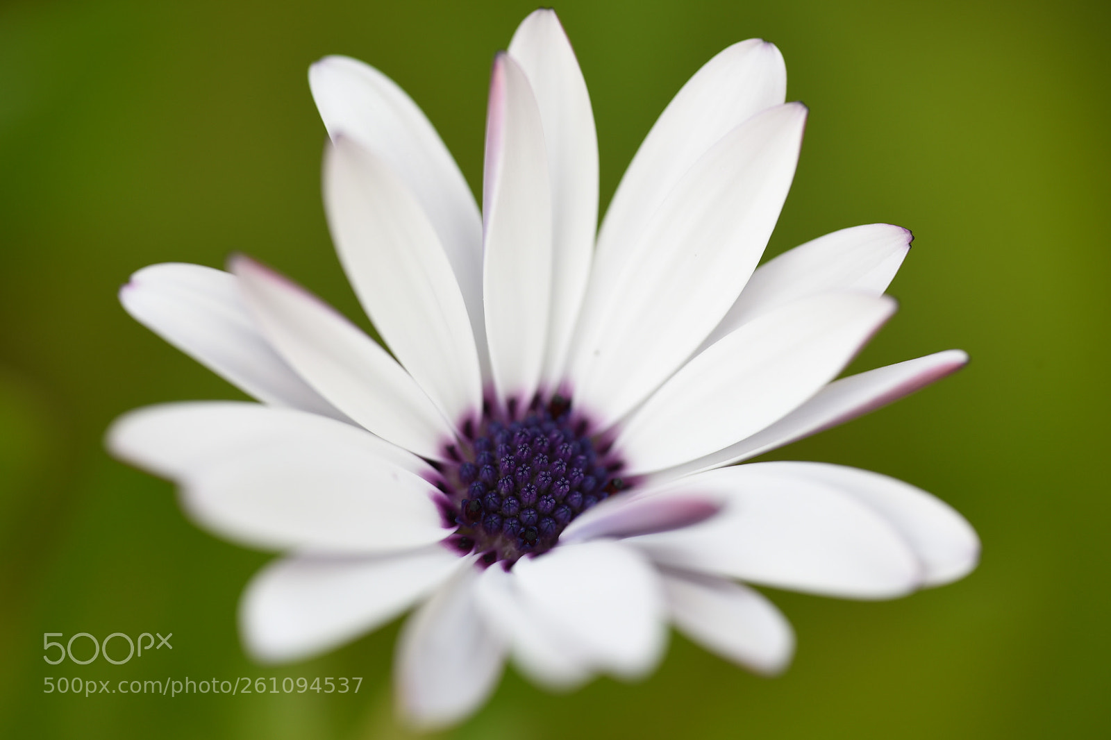 Nikon D750 sample photo. Tiny flower photography