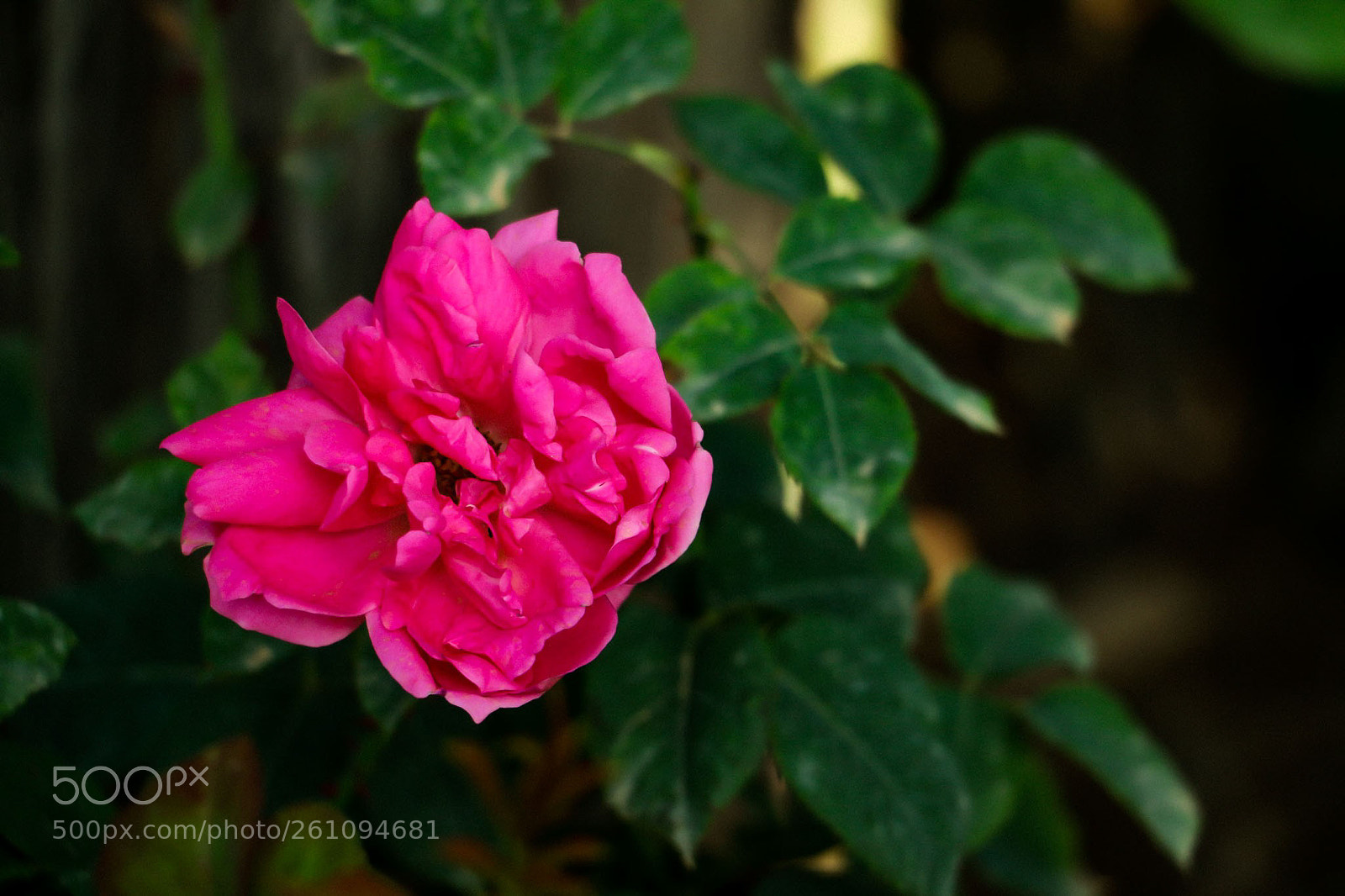 Canon EOS 70D sample photo. Flowers photography