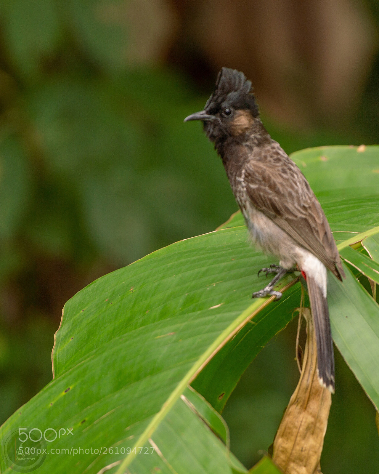 Nikon D3200 sample photo. Red vented bulbul photography