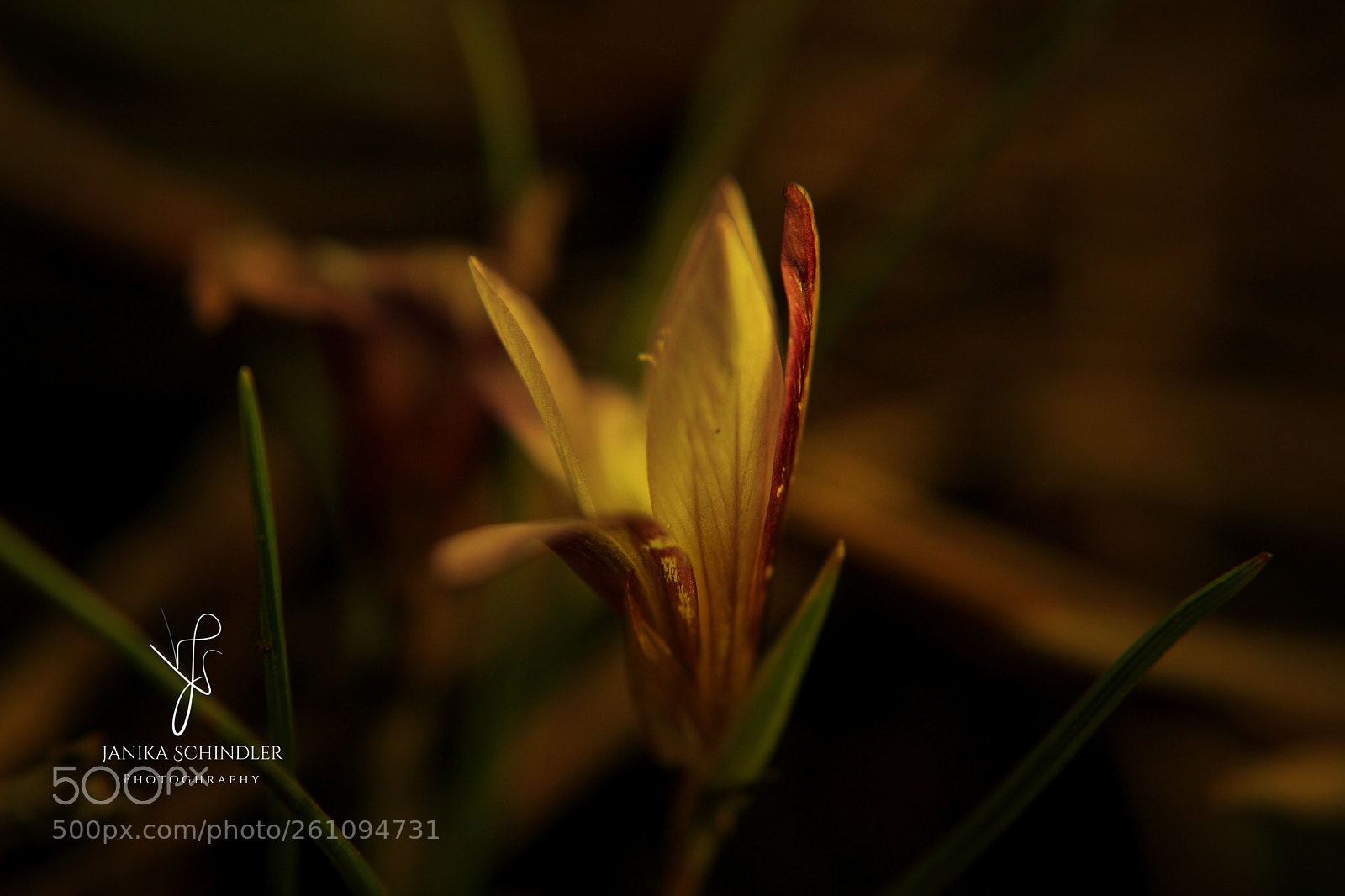 Canon EOS 60D sample photo. Yellow flower photography