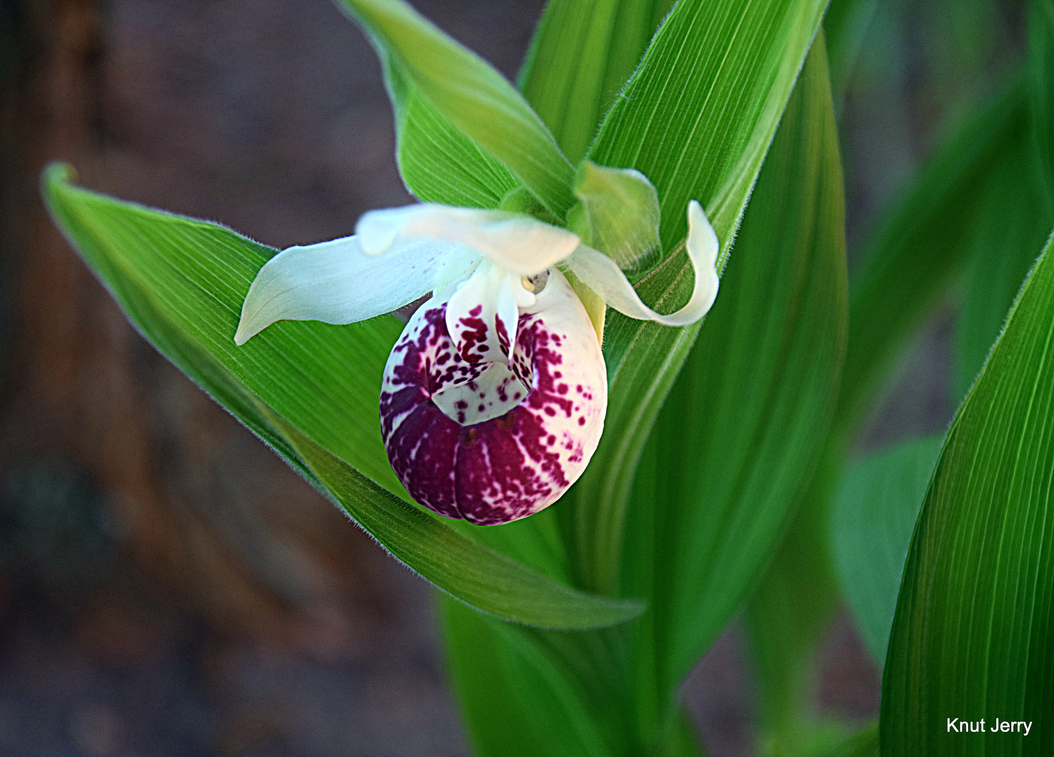 Nikon D5300 sample photo. Dsc photography