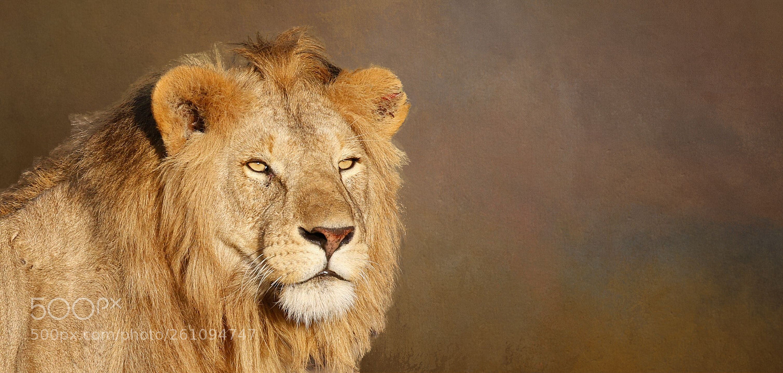 Canon EOS 7D Mark II sample photo. Panthera leo photography