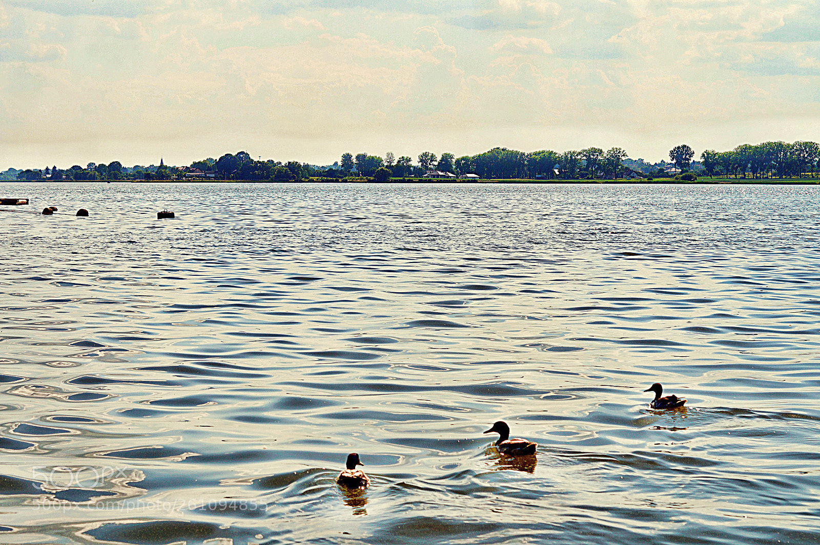 Sony SLT-A58 sample photo. Three happy ducks photography