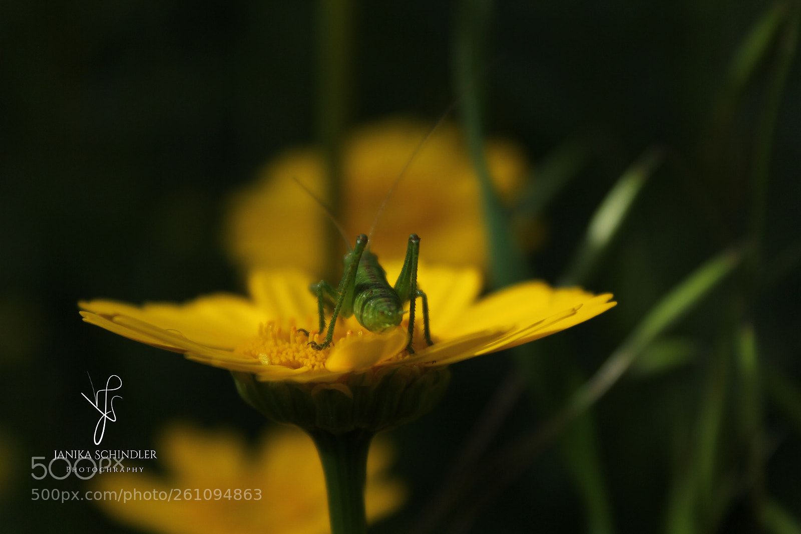 Canon EOS 60D sample photo. Grasshopper photography