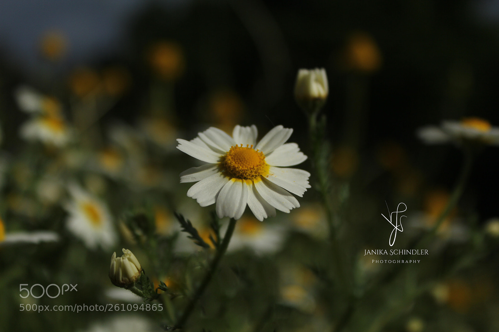 Canon EOS 60D sample photo. Daisy photography