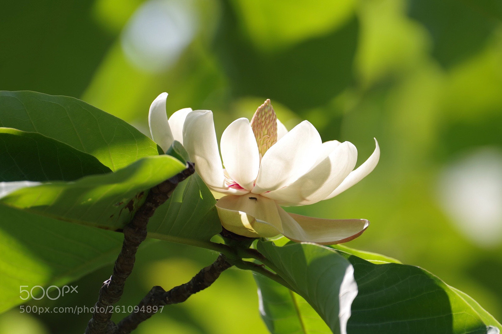 Pentax K-1 sample photo. Magnolia photography