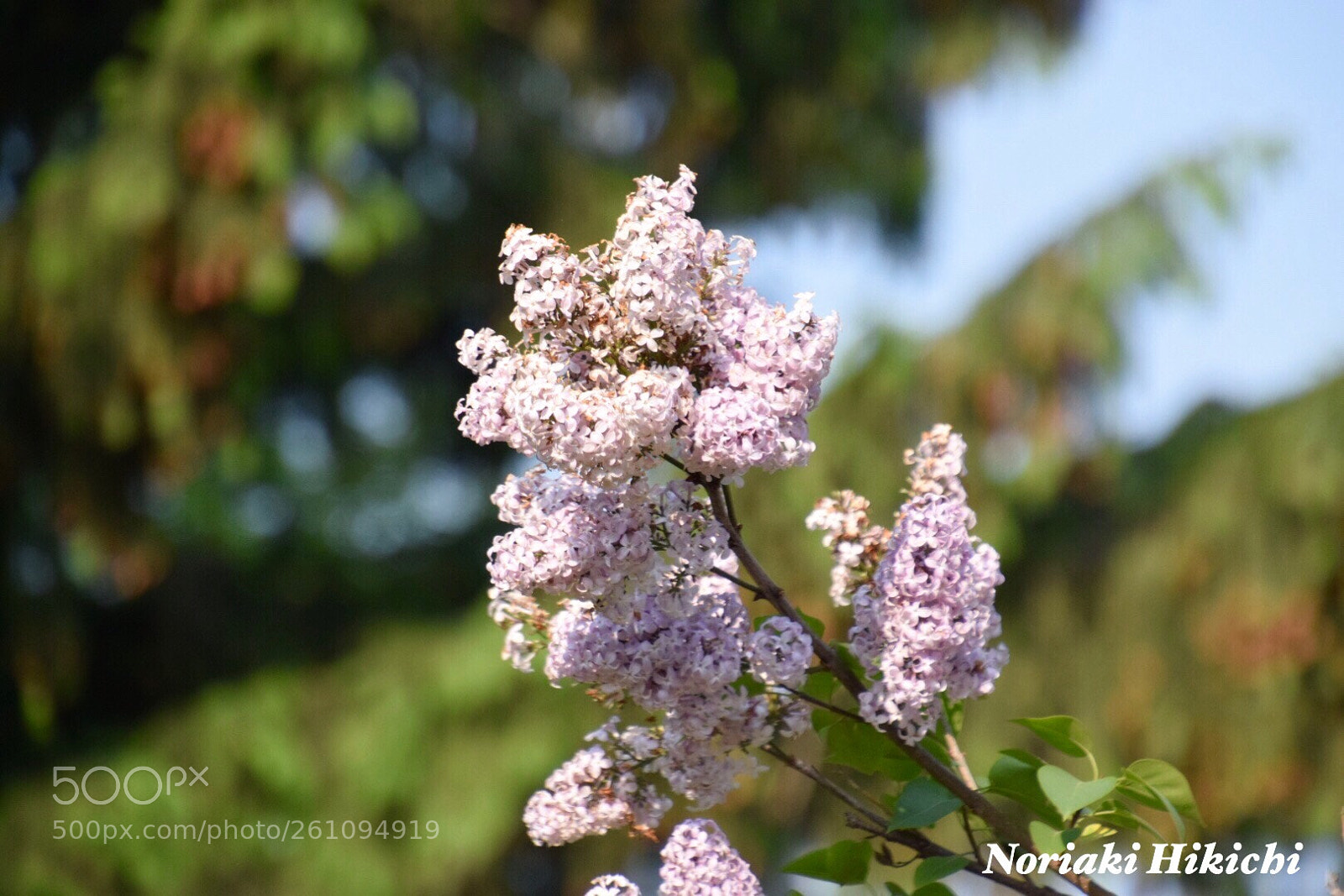 Nikon D5300 sample photo. Untitled photography