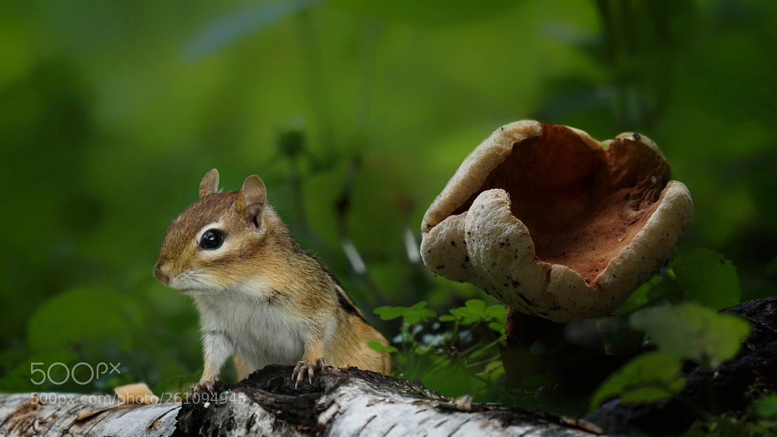 Sony a6300 sample photo. Chipmunk photography