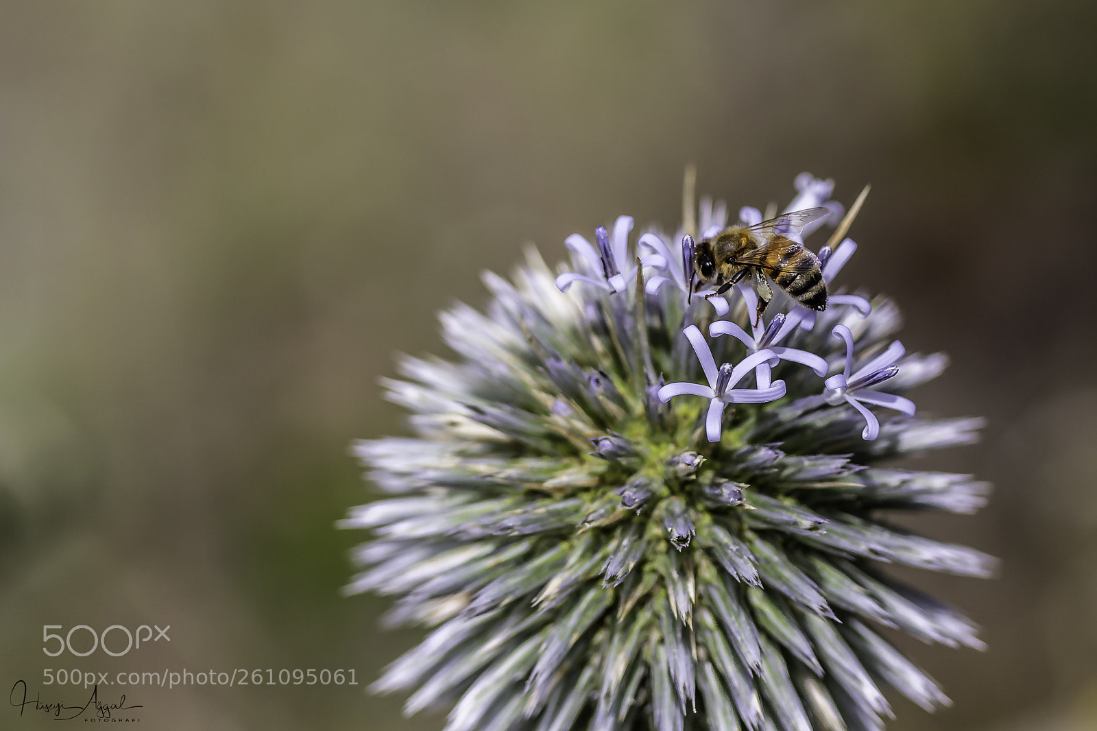Canon EOS 60D sample photo. Untitled photography