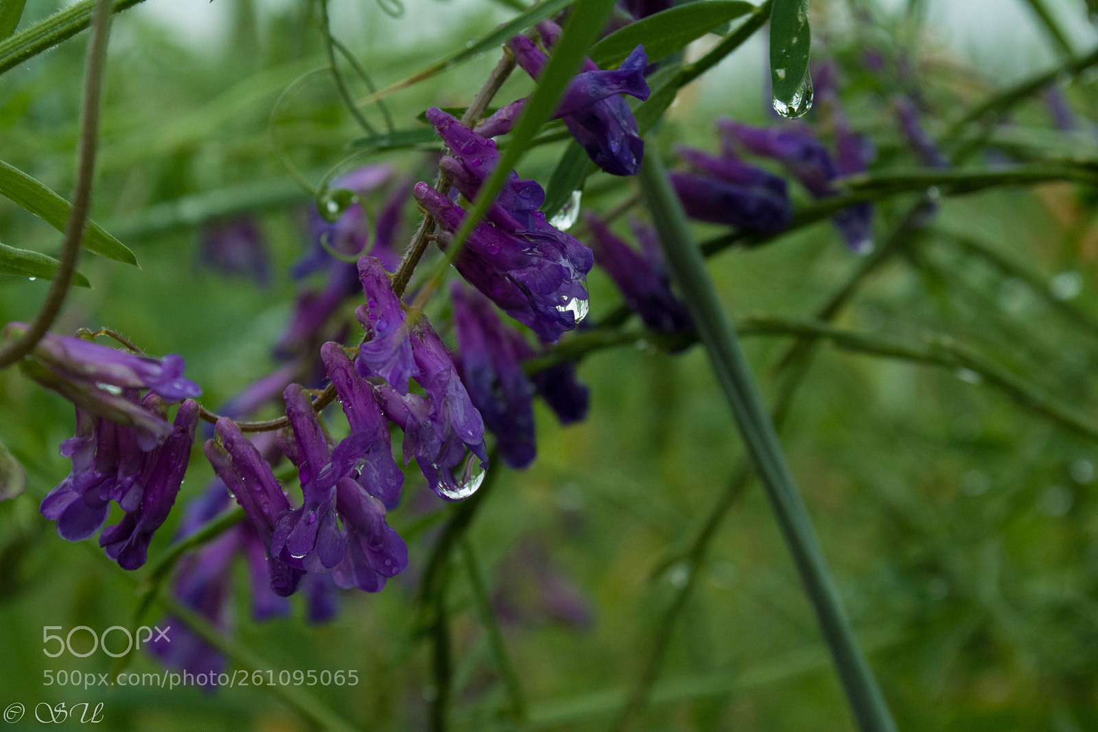 Nikon D5200 sample photo. Rain photography