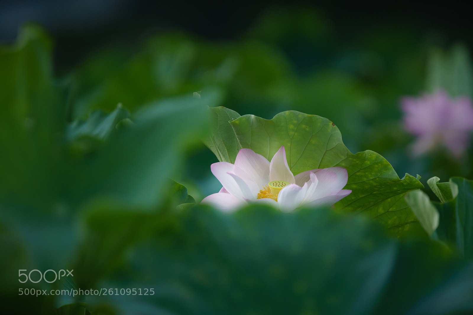 Sony a7R III sample photo. Untitled photography