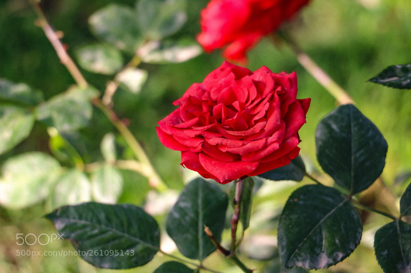 Canon EOS 70D sample photo. Flowers photography