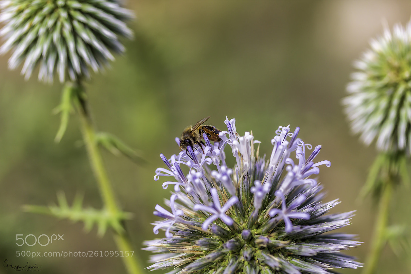 Canon EOS 60D sample photo. Untitled photography