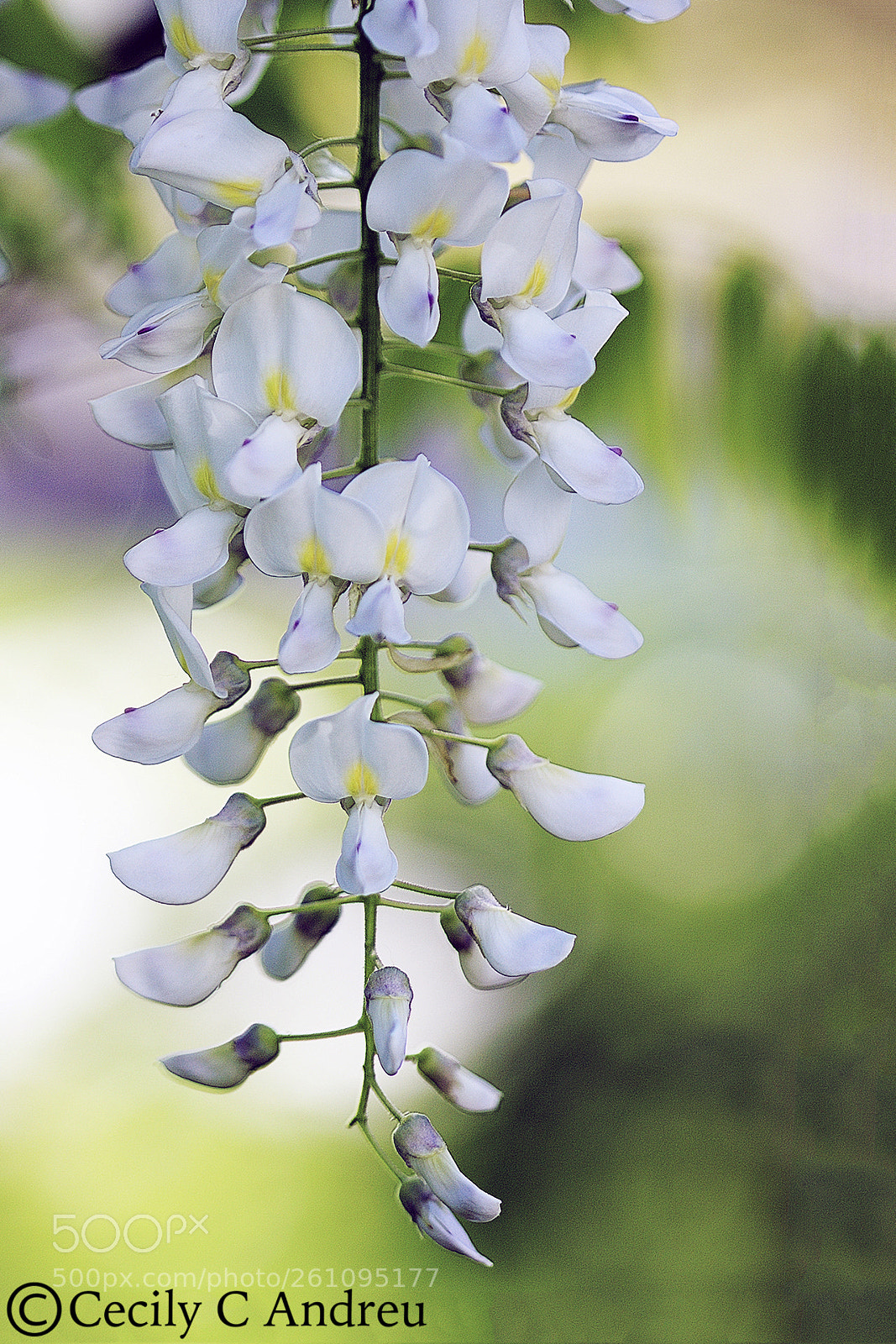 Canon EOS 40D sample photo. Ambrosial 白色紫藤 photography