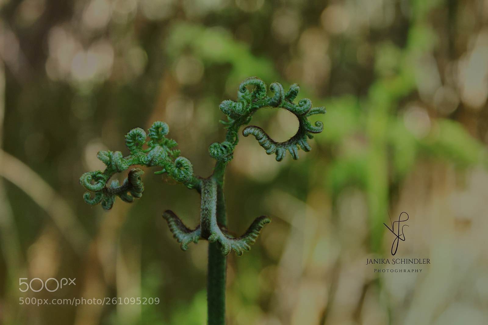 Canon EOS 60D sample photo. Fiddelhead photography