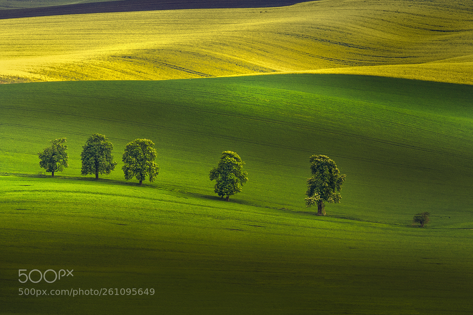 Canon EOS 5D Mark IV sample photo. Lonely trees photography