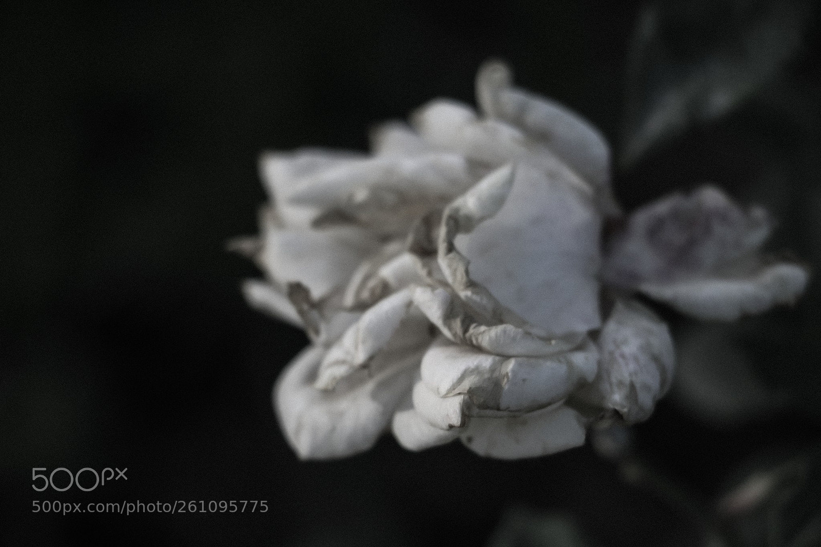 Canon EOS 70D sample photo. Flowers photography