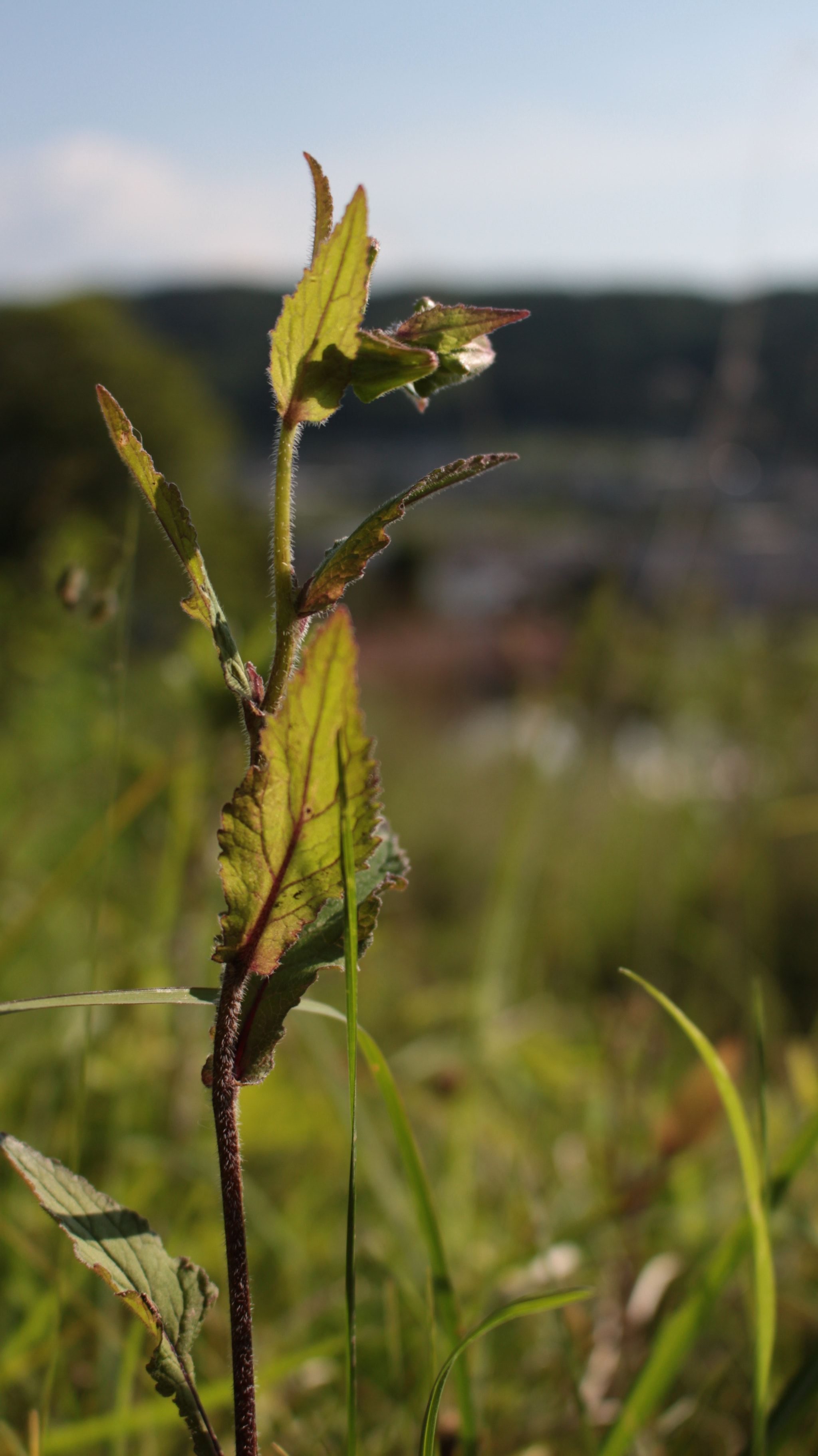 Canon EOS 100D (EOS Rebel SL1 / EOS Kiss X7) sample photo. Img photography