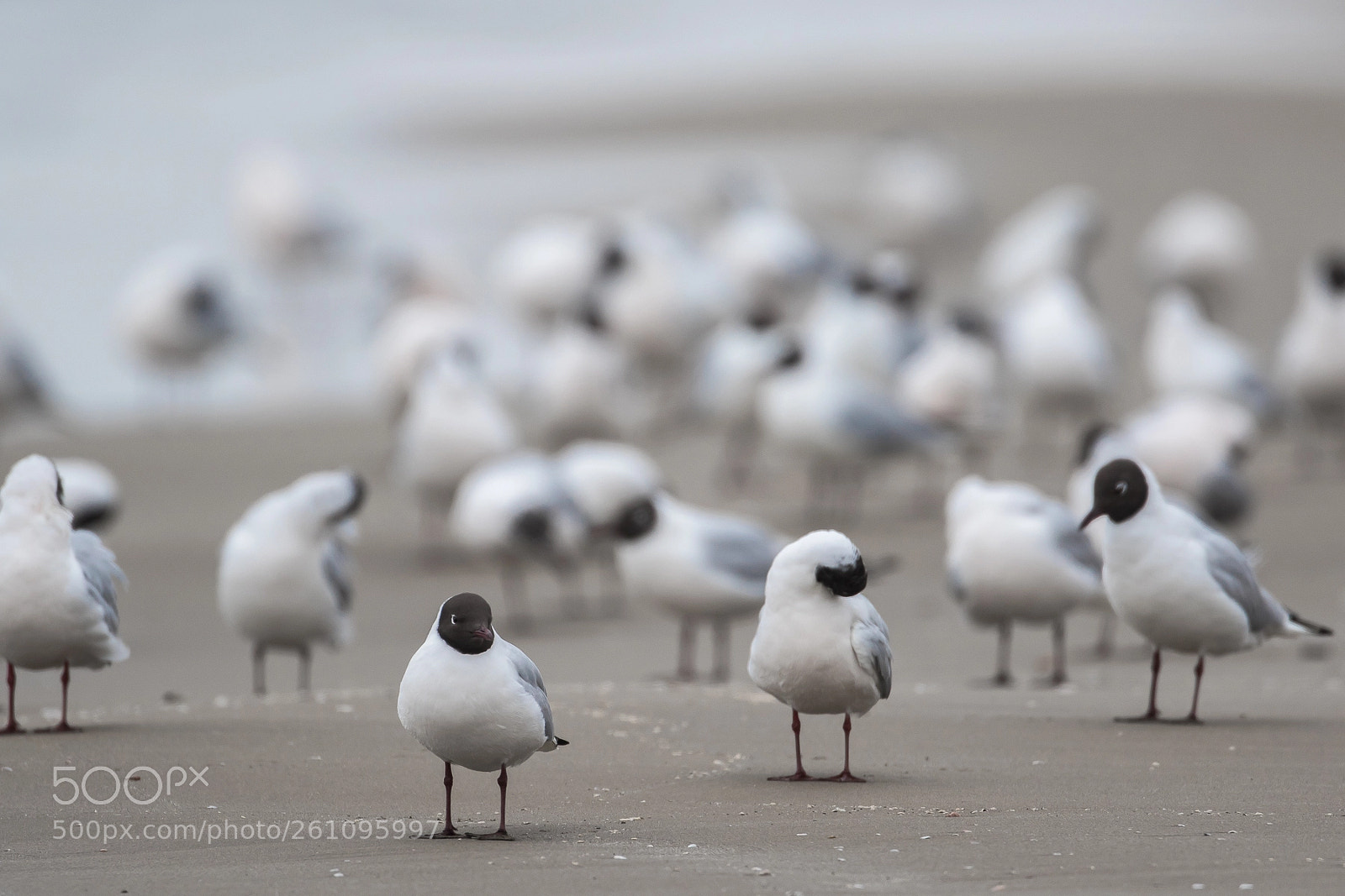 Canon EOS 7D Mark II sample photo. Group (black-headed gull) photography