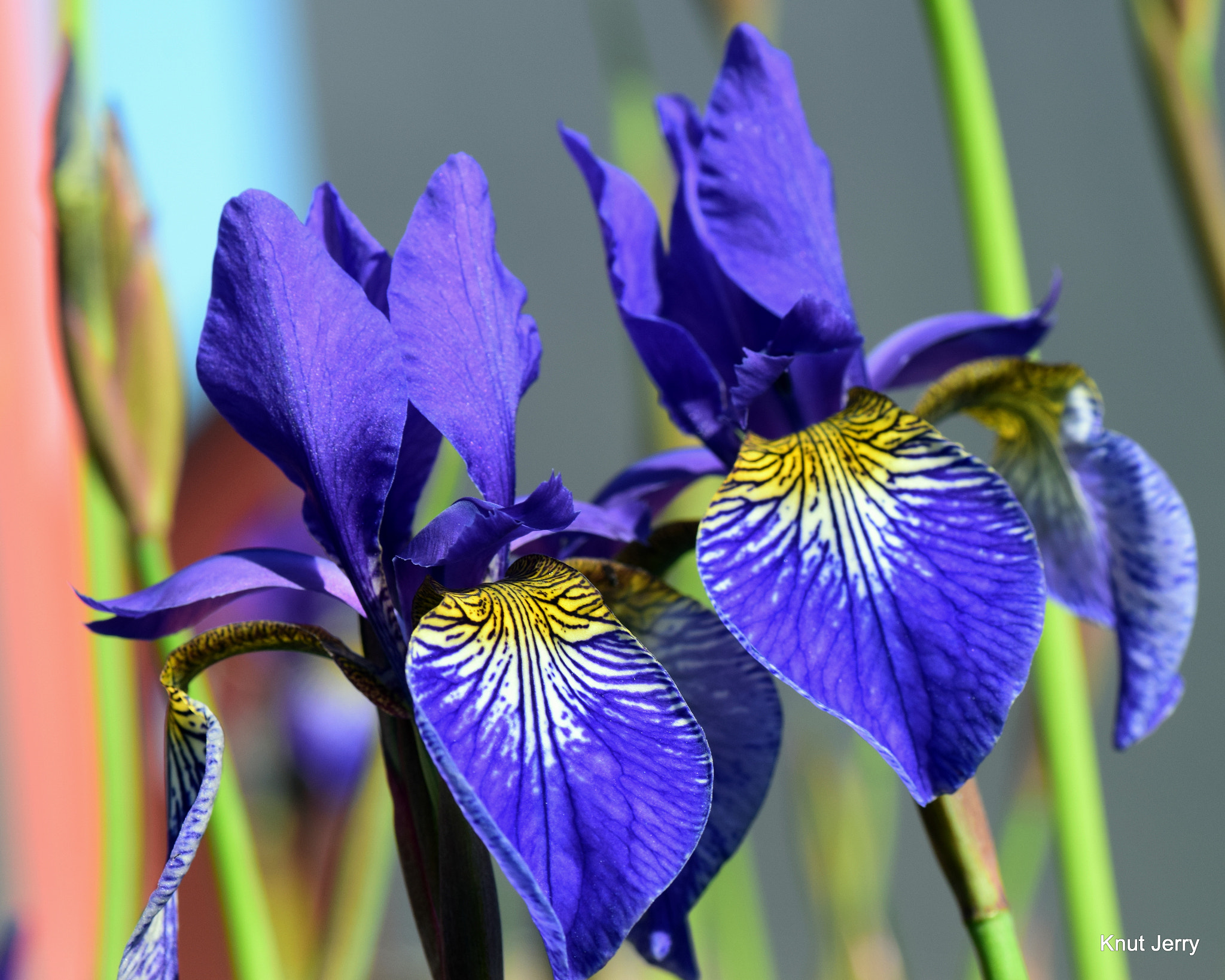 Nikon D5300 sample photo. Dsc photography