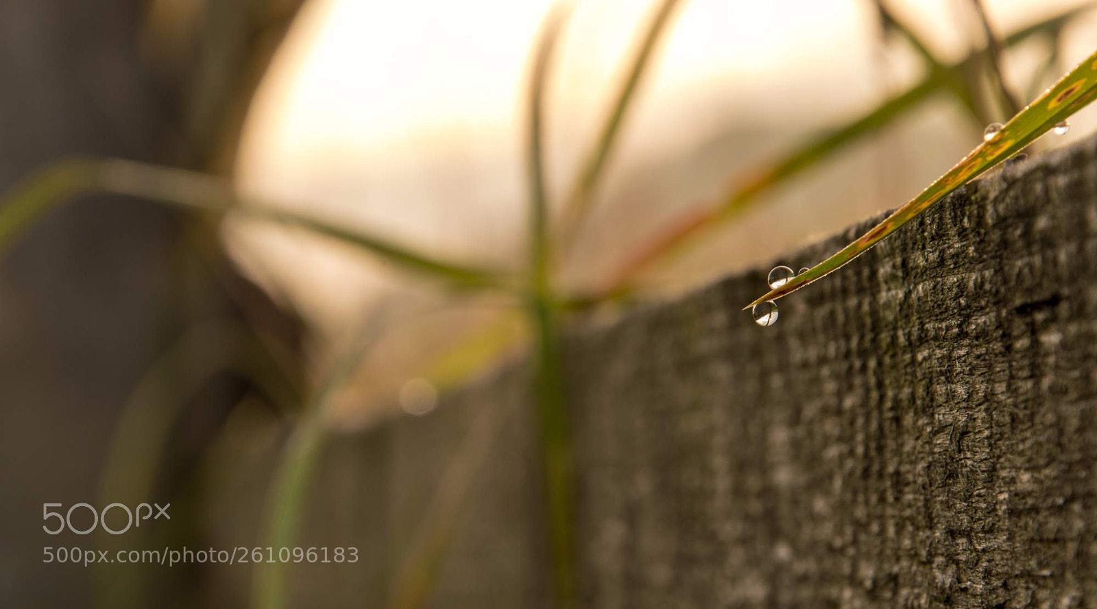 Nikon D3200 sample photo. Tears of the nature photography