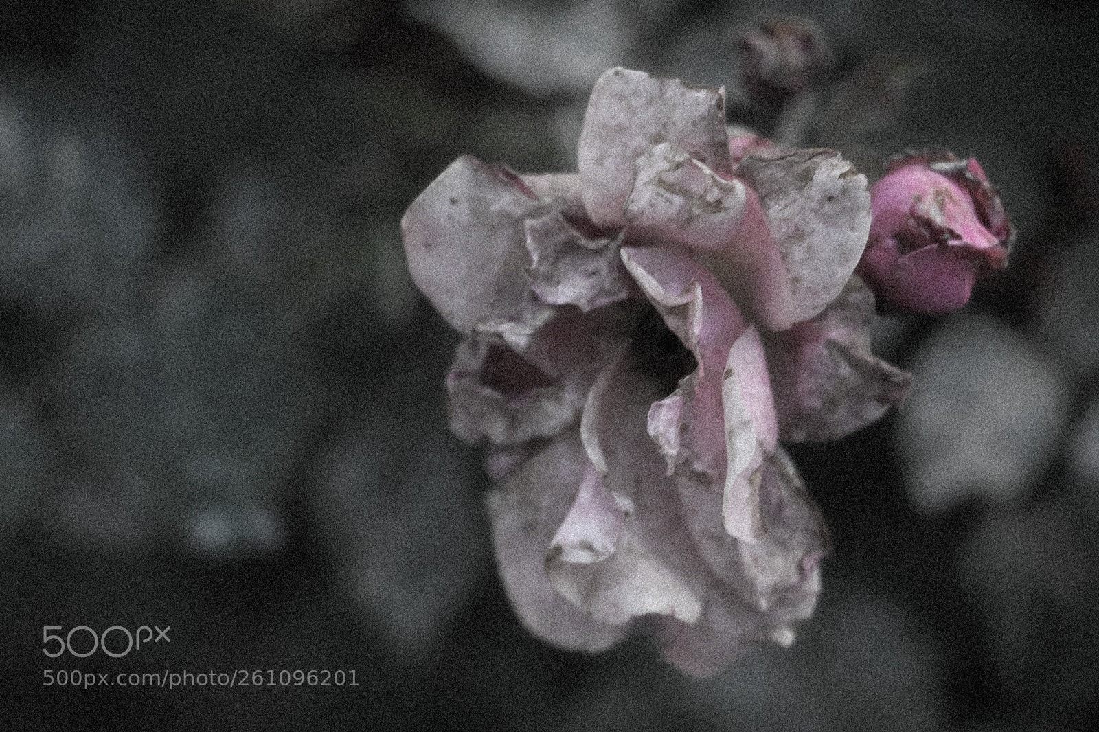 Canon EOS 70D sample photo. Flowers photography