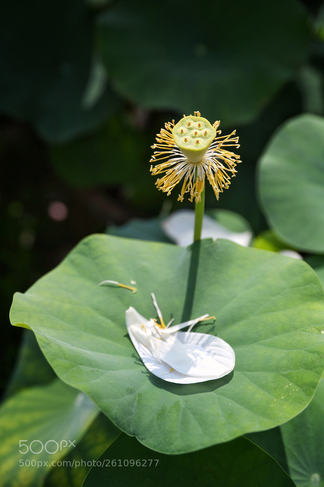 Nikon D850 sample photo. Untitled photography