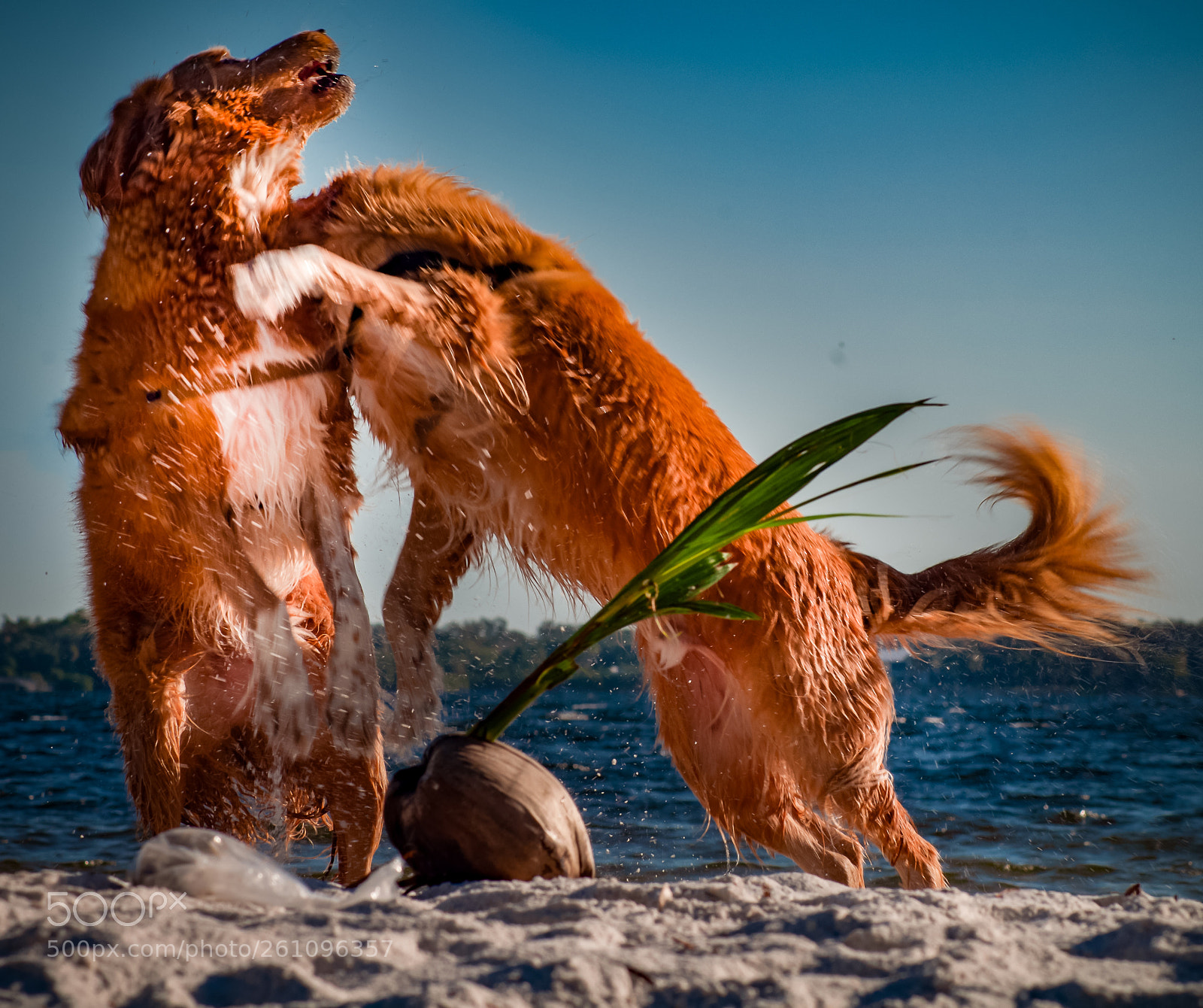 Nikon D5000 sample photo. Doggy photobomb photography