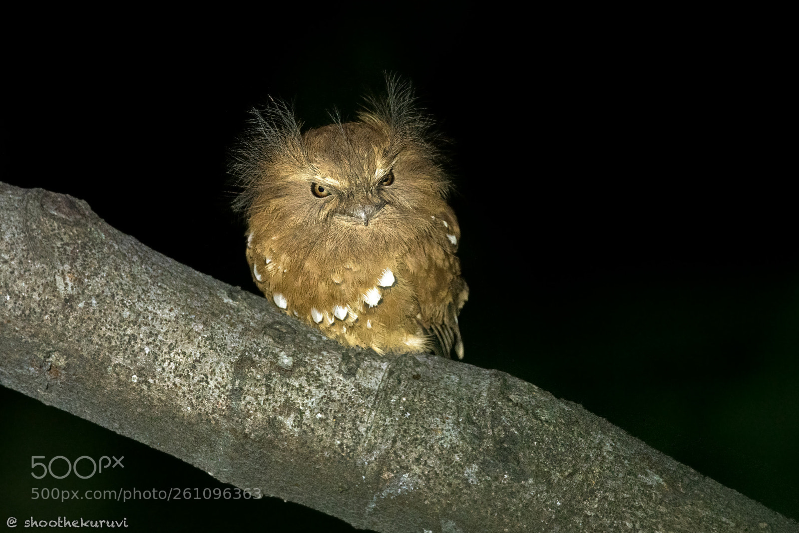 Nikon D750 sample photo. Hodgson's frogmouth photography