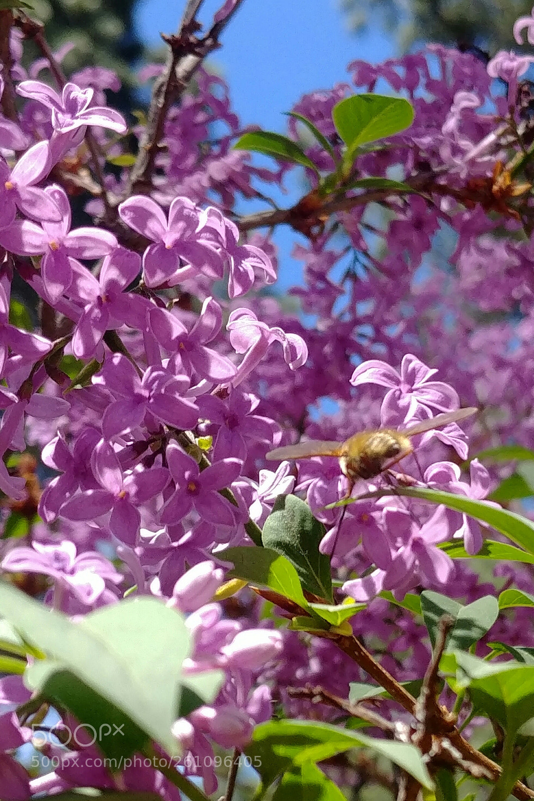LG G6 sample photo. There bee so many photography