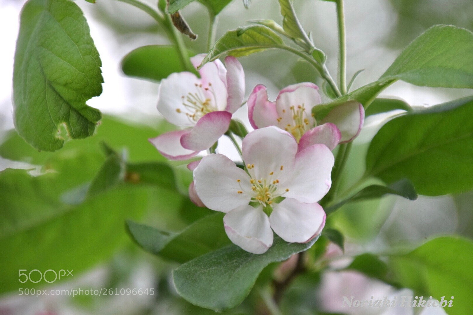 Nikon D5300 sample photo. Untitled photography